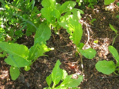mustard greens for easy vegetable gardening, choose the easiest vegetables to grow