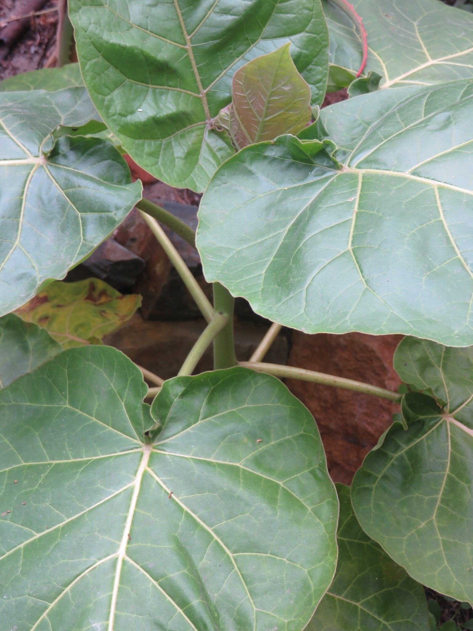 Plate sized, heart shaped leaves in a sapling