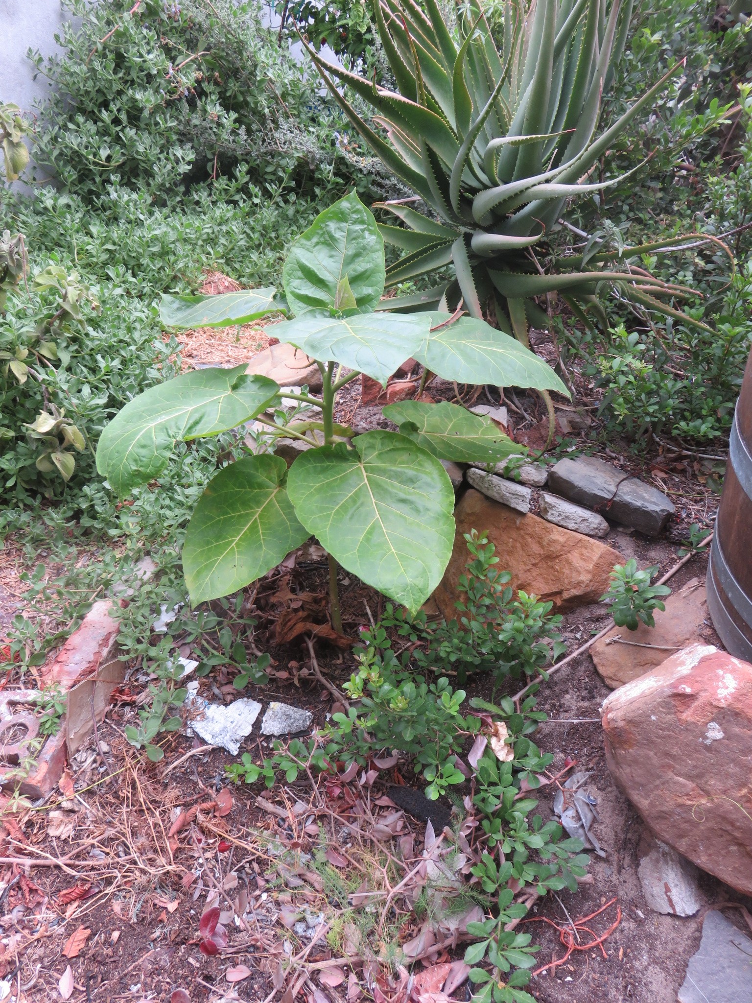 The seedling in a sunny spot thrived in winter.